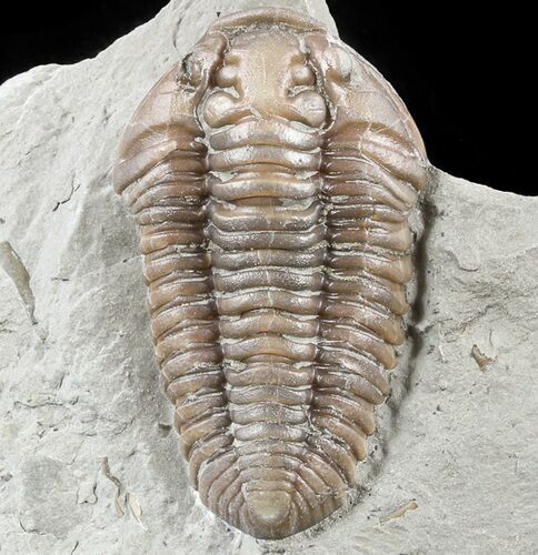 Large, Flexicalymene Trilobite - Ohio #55417